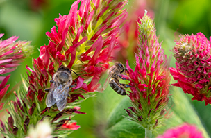 Pollen and nectar mix